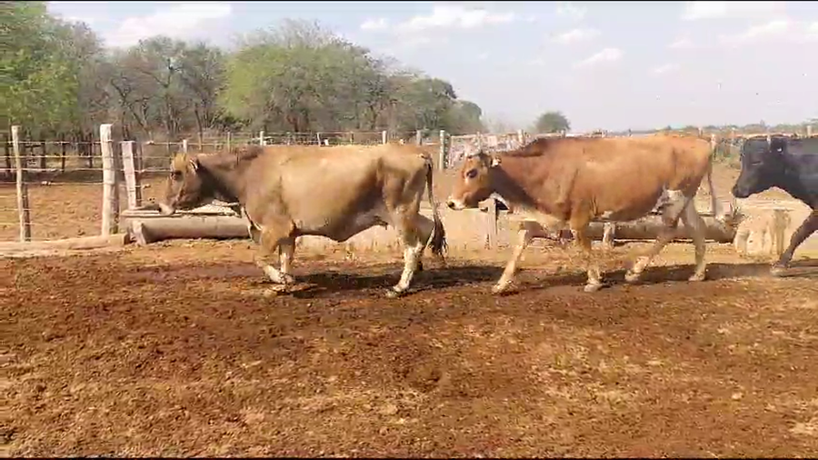 Lote 42 Vacas de invernar en Quimilí, Santiago del Estero