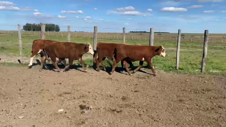 Lote 101 Terneros