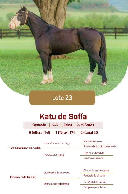 Lote LOTE 23