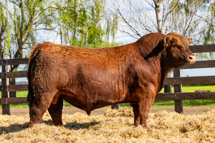 Lote Toro PC