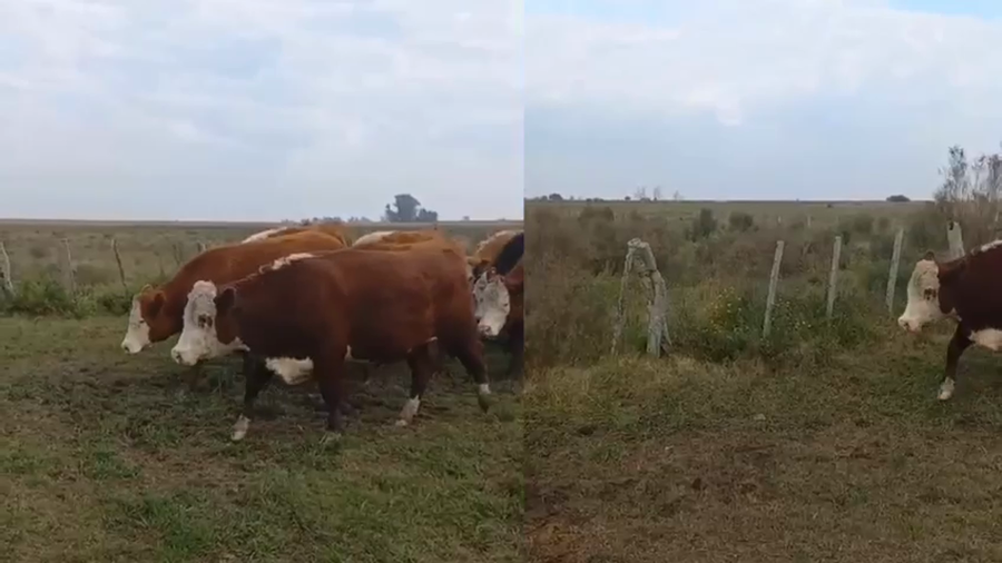 Lote 10 Novillos en Gualeguaychú, Entre Ríos