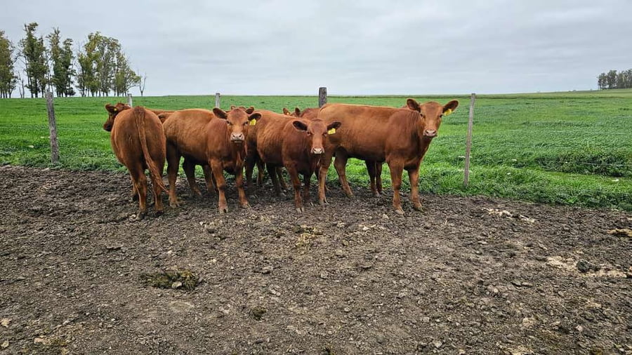 Lote 22 Vaquillonas P/ entorar en Concepción del Uruguay, Entre Ríos