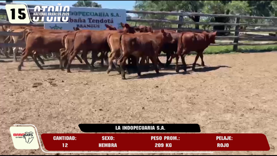 Lote LOTE 15