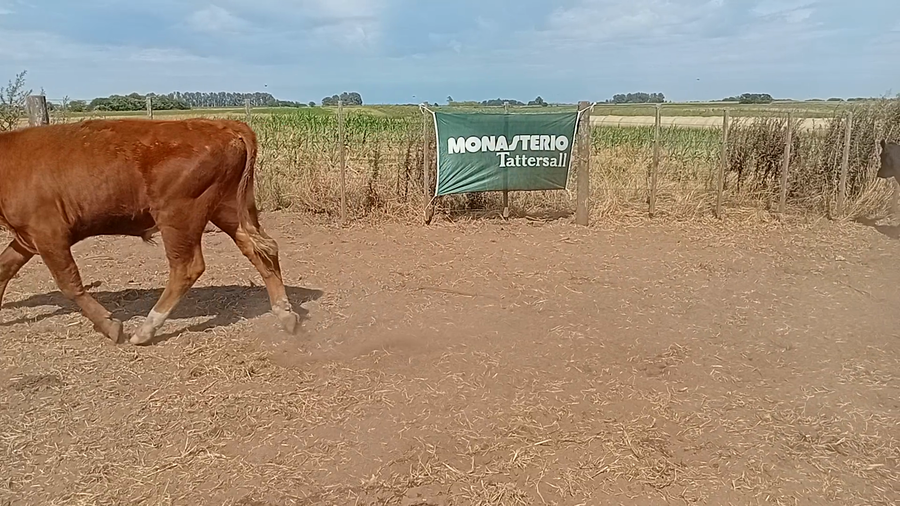 Lote 60 Novillitos