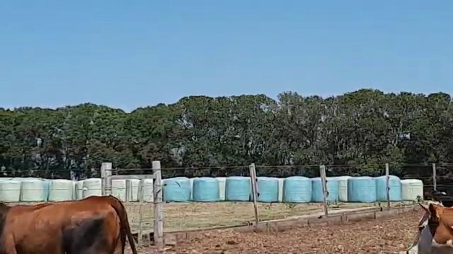 Lote Terneras cruza mayoria aptas para cuota