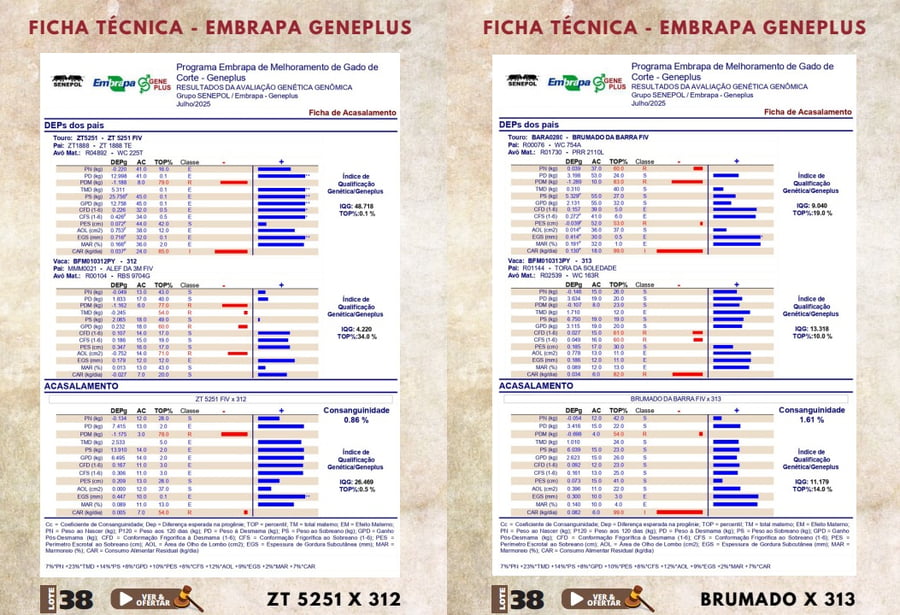 Lote LOTE 38