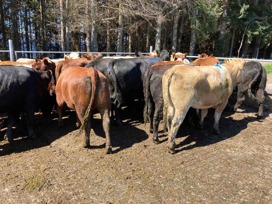 Lote 29 Vaquilla Gorda en Puerto Varas, X Región Los Lagos