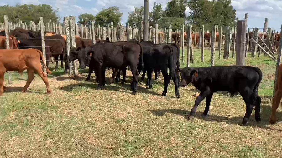 Lote 17 Terneros en Tupambaé, Cerro Largo