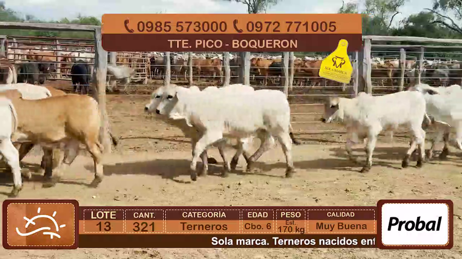 Lote Terneros Cbo 6