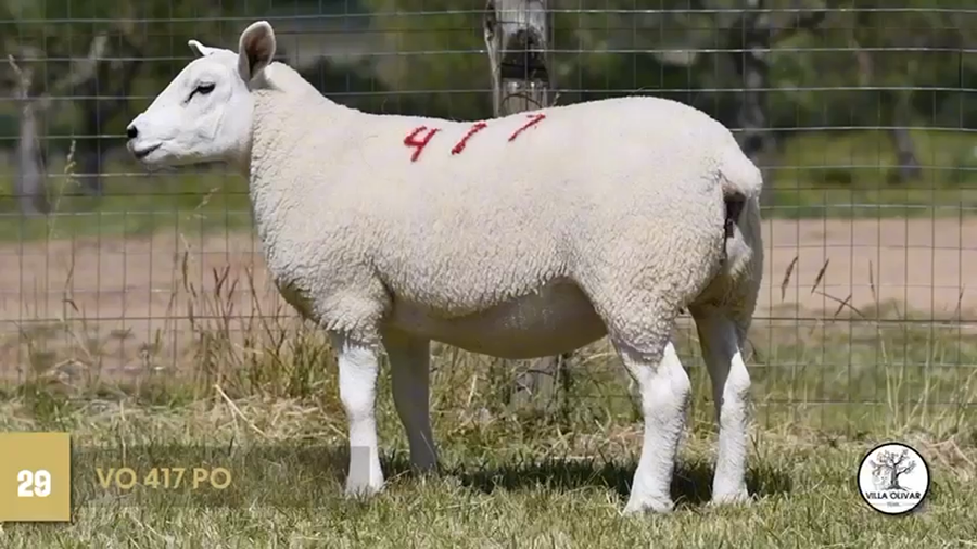 Lote Borregas a remate en Texel Don Amilcar y Villa Olivar, Canelones