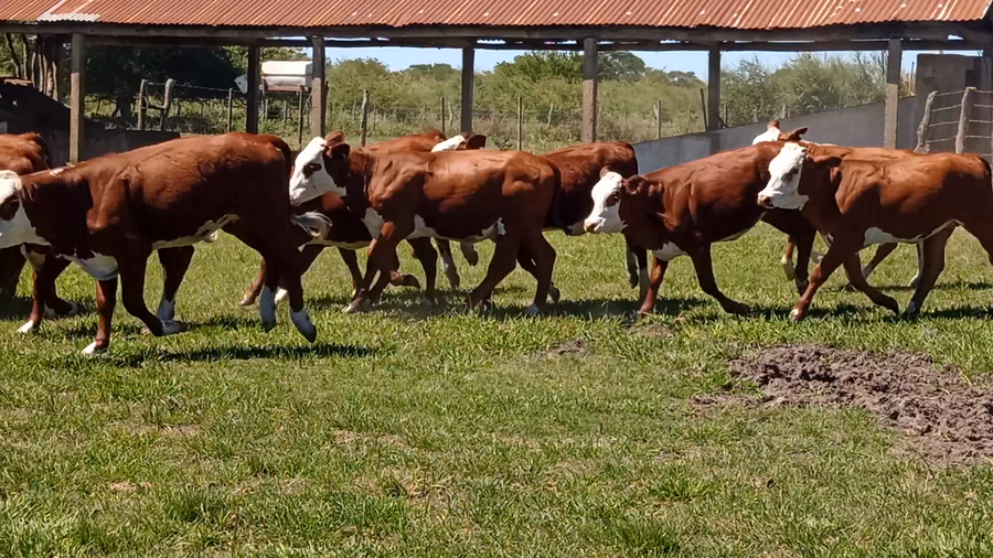 Lote 60 Terneras