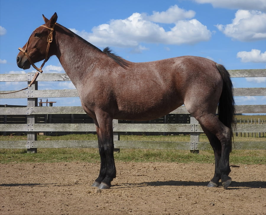 Lote 25 - Maestra Verdes Mares