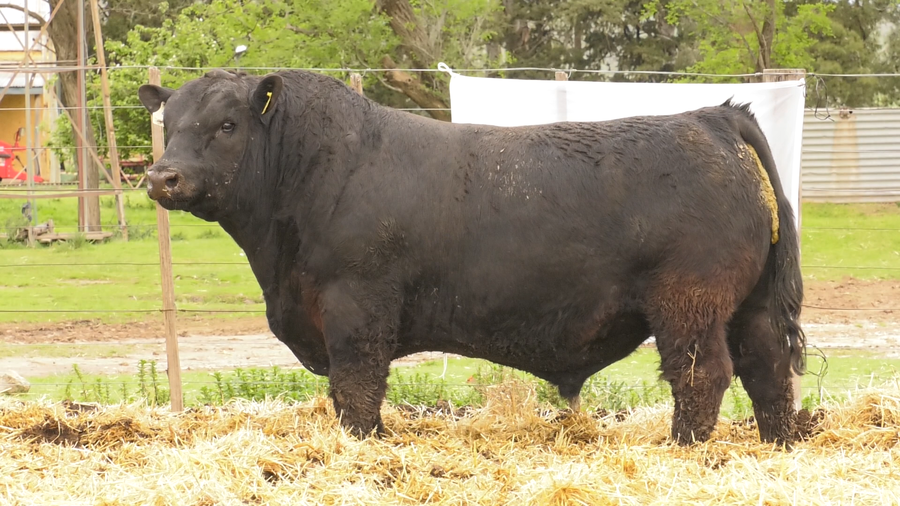 Lote MACHOS ANGUS PUROS DE PEDIGREE