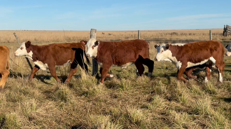 Lote 91 Terneros/as