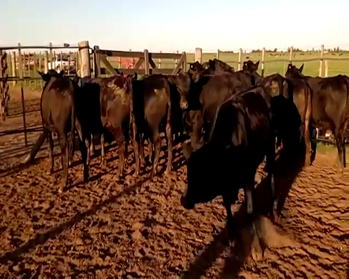 Lote (Vendido)12 Novillitos a remate en Primer Remate Virtual, Córdoba