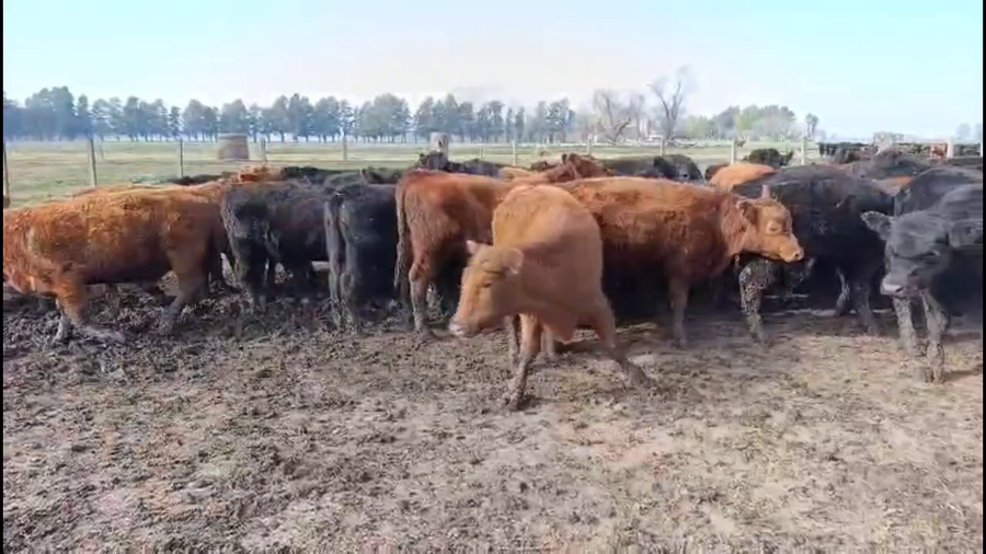 Lote 30 Terneros