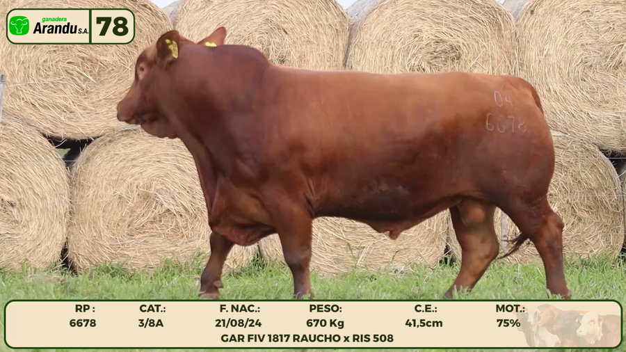 Lote LOTE 78