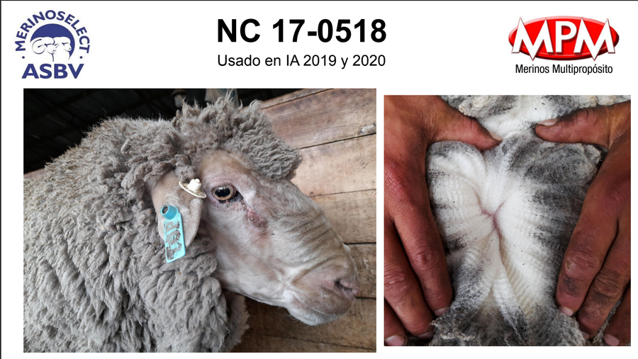 Lote Carnero TOP, 17-0518