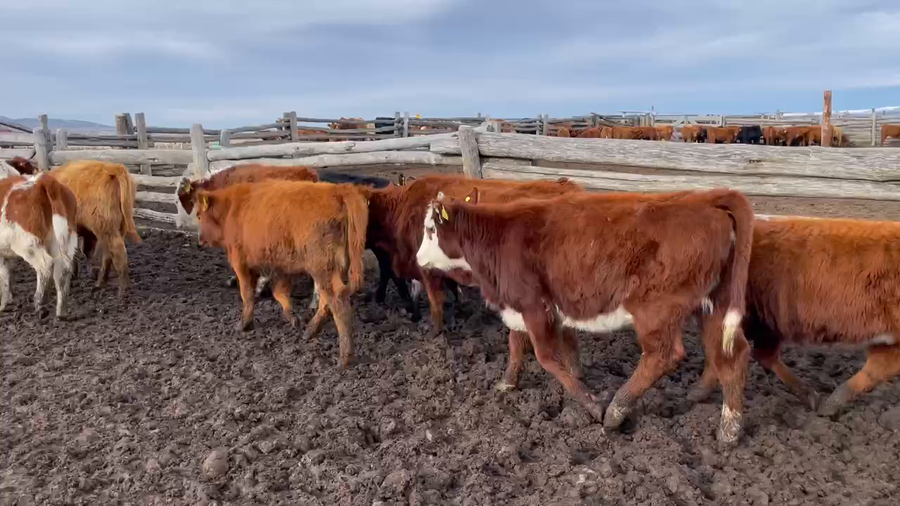 Lote 57 Ternera en Coyhaique, XI Región Aysén