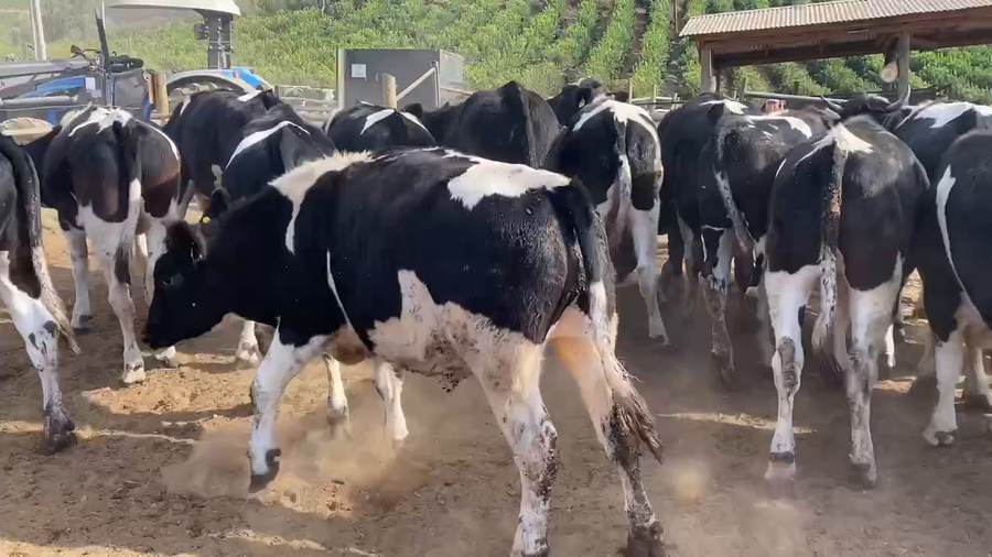 Lote 25 Novillo Gordo en Melipilla, Región Metropolitana