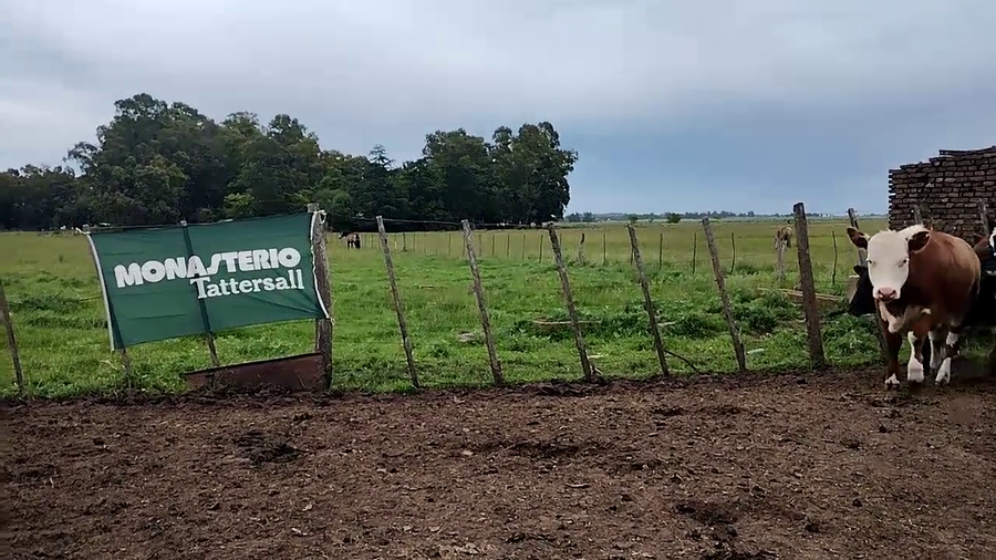 Lote 30 Terneros/as en Olavarria