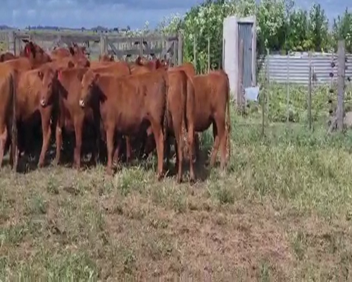 Lote 40 Vaquillonas P/ entorar en Olavarría, Buenos Aires