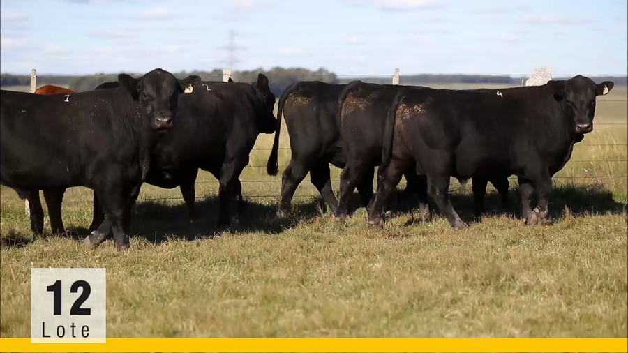 Lote (Vendido)Toros a remate en Subasta Toros de La Competencia, Montevideo