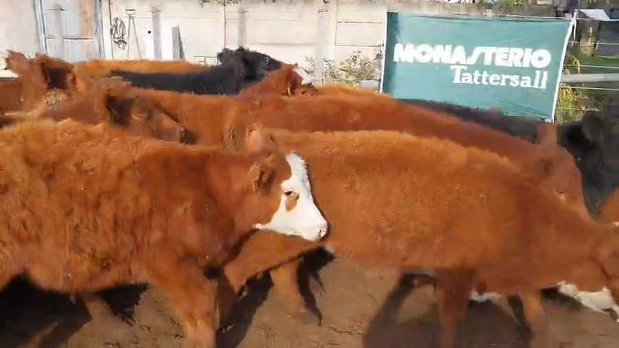 Lote 43 Terneros en Daireaux