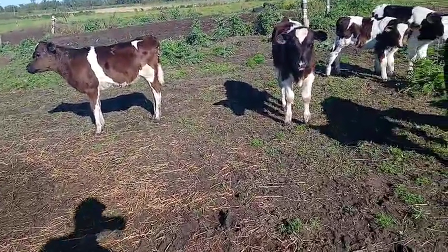 Lote 7 Terneros a remate en Pantalla Camy 80kg - , San José