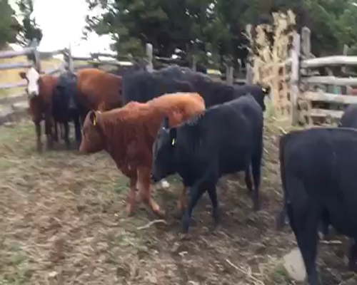 Lote 30 Ternera en Coyhaique, XI Región Aysén