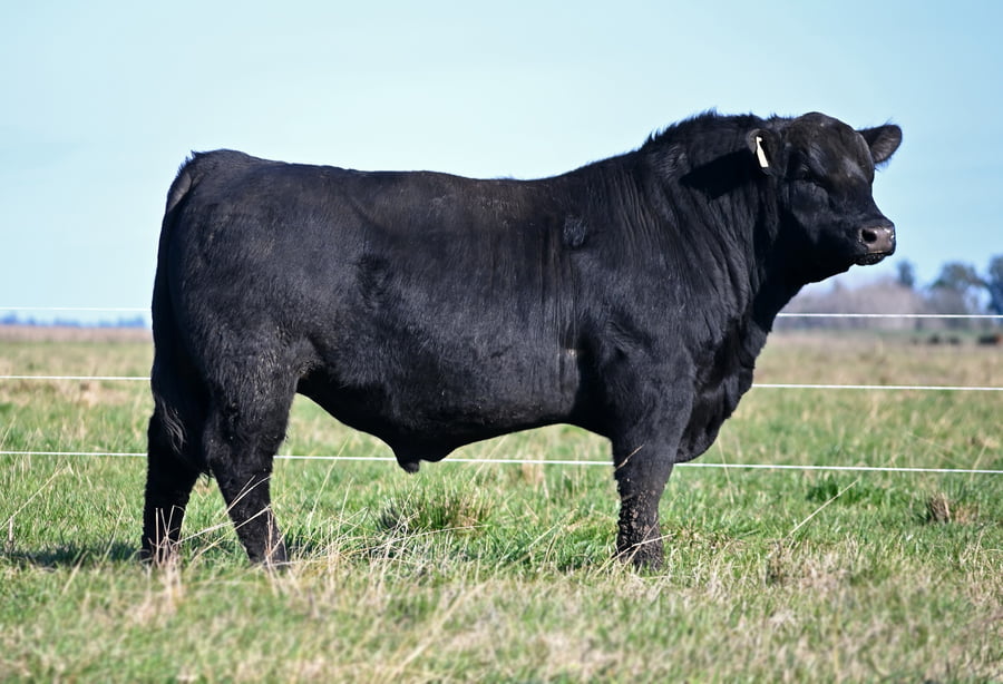 Lote TOROS PUROS DE PEDIGREE