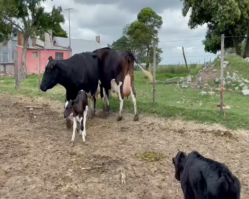 Lote (Vendido)4 Piezas de cría HOLANDO a remate en Entre Martillos en CARRETA QUEMADA