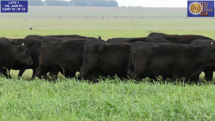 Lote VAQ. ANGUS NEGRAS P. CONTROLADAS C/GTÍA DE PREÑEZ