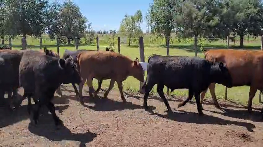 Lote 55 Novillitos