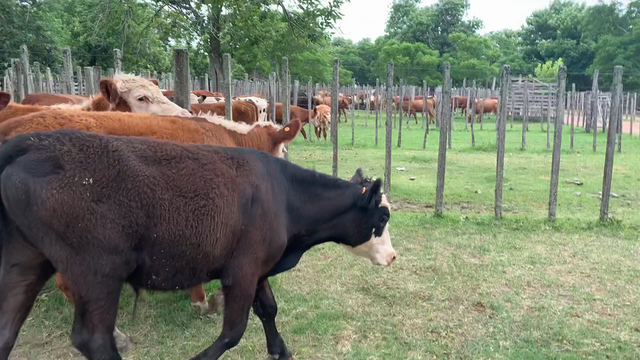 Lote 11 Novillos 1 a 2 años