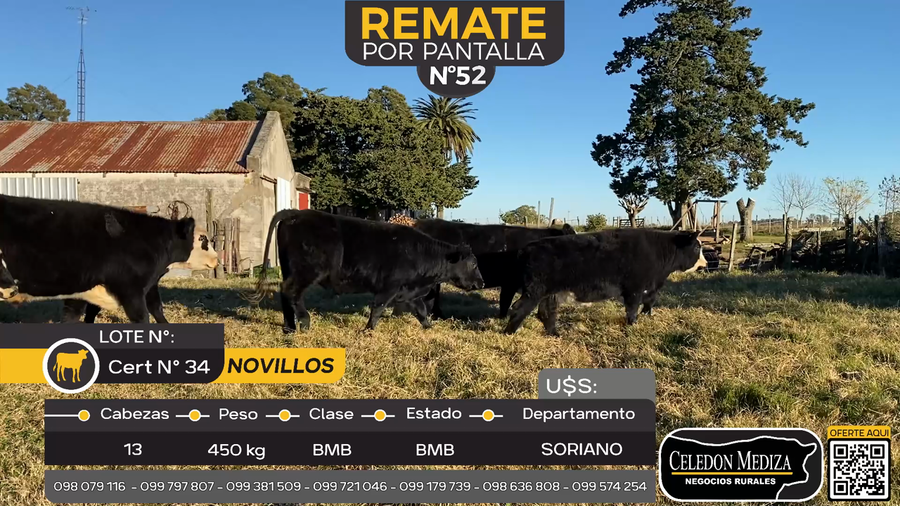 Lote 13 Novillos en Cuchilla del Perdido, Soriano