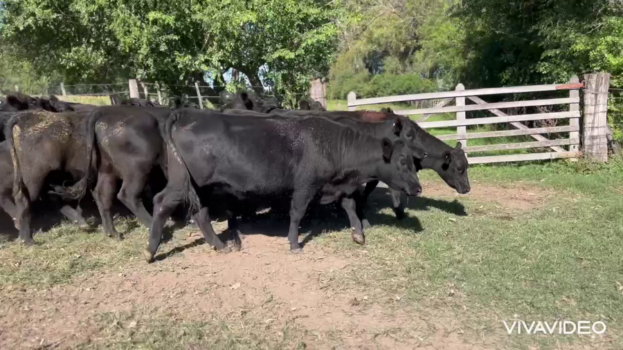 Lote 24 Vaquillonas preñadas