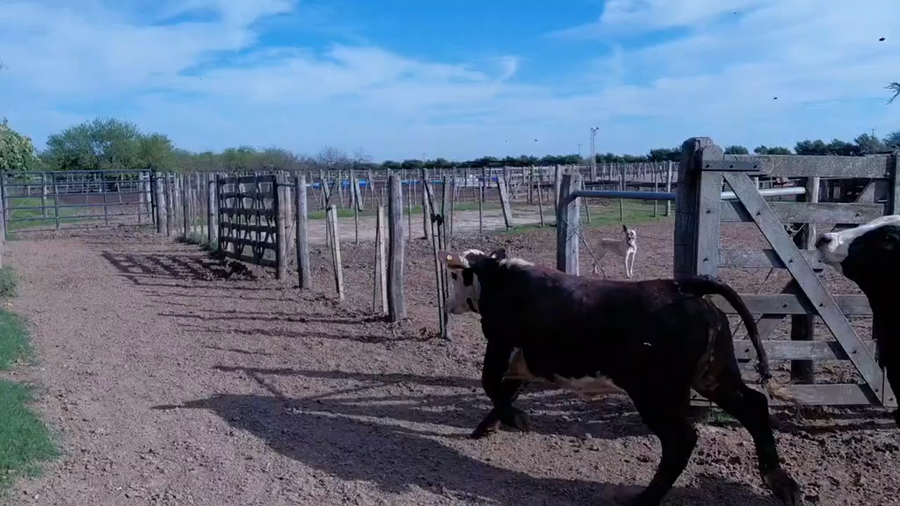 Lote 45 Novillitos y vaquillonas gordos de feed lot braford en Cululú, Santa Fe