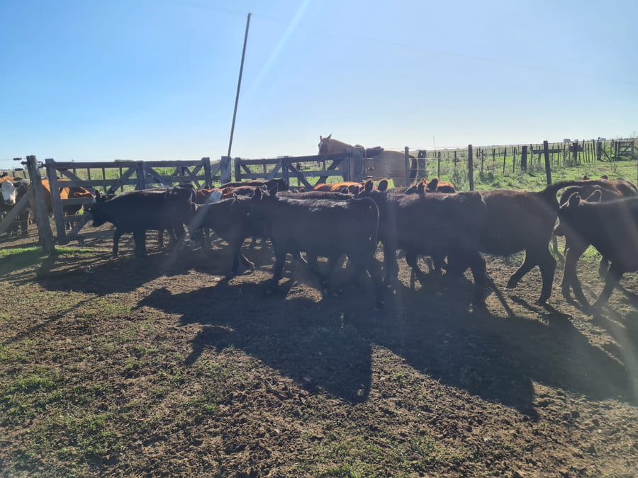 Lote 25 Terneros en Gral. Lamadrid, Buenos Aires