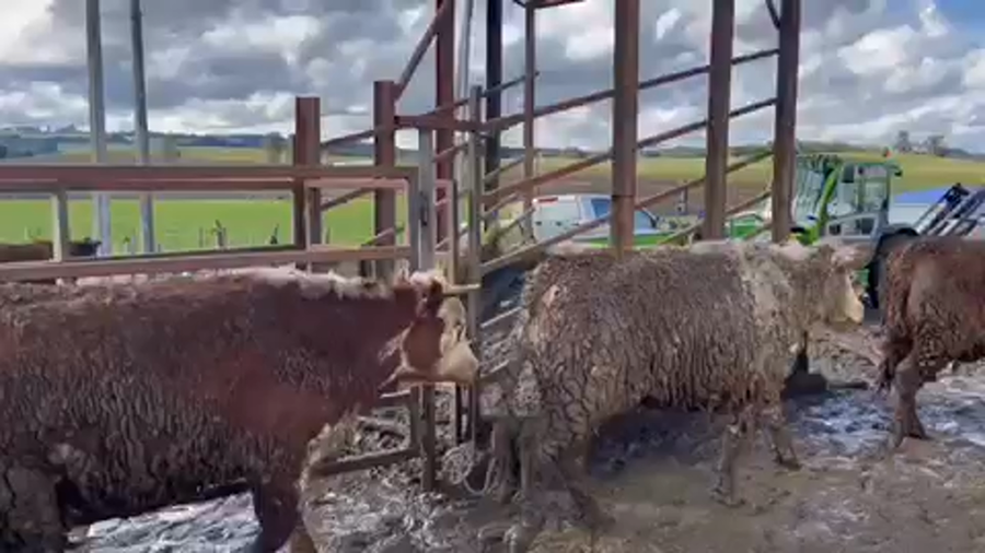 Lote 48 Vaquilla Gorda en X Región Los Lagos, Los Muermos