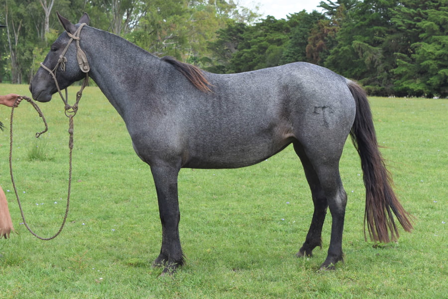 Lote RP 137 - FINALISTA TURENA