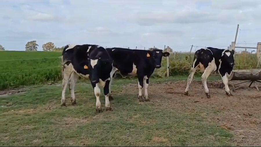 Lote 4 Terneros Holando HOLANDO a remate en #44 Pantalla Carmelo 200kg -  en LA CASILLA