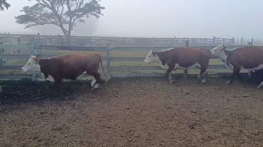 Lote VACAS PREÑADAS