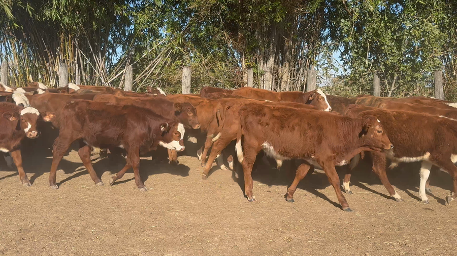 Lote 120 Terneros en Corrientes, San Roque
