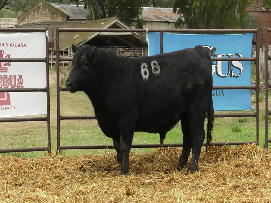 Lote TOROS ANGUS NEGROS PC