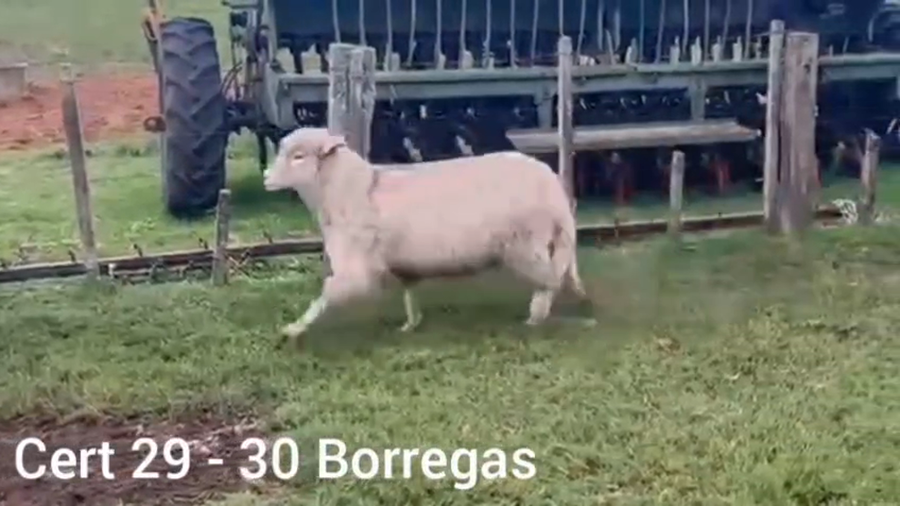 Lote BORREGAS