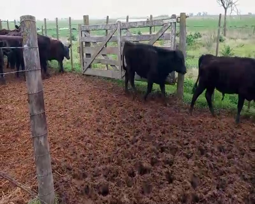 Lote 61 Terneros/as en Buenos Aires, Salazar