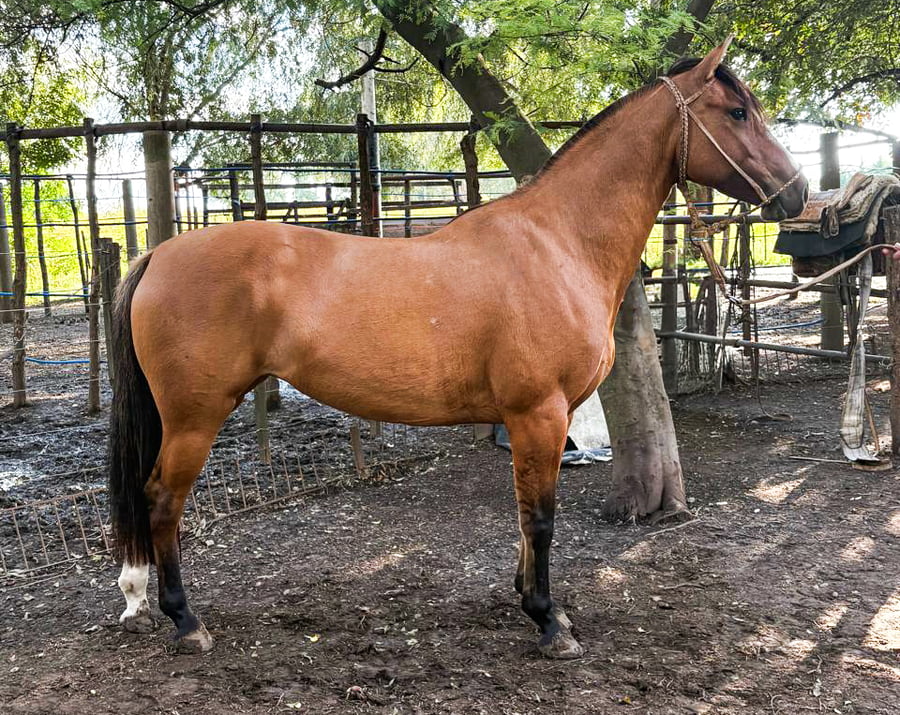 Lote Curahué Añorada