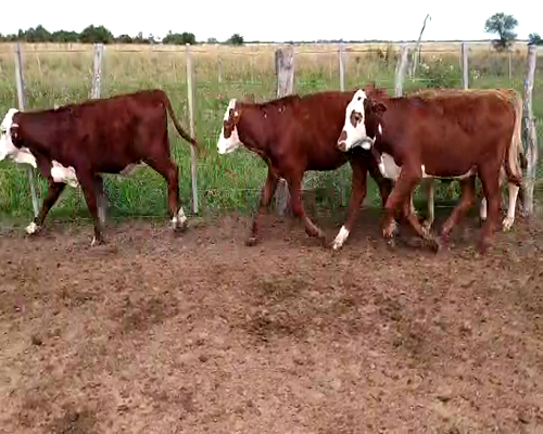 Lote 125 Terneros en Chavarría, Corrientes