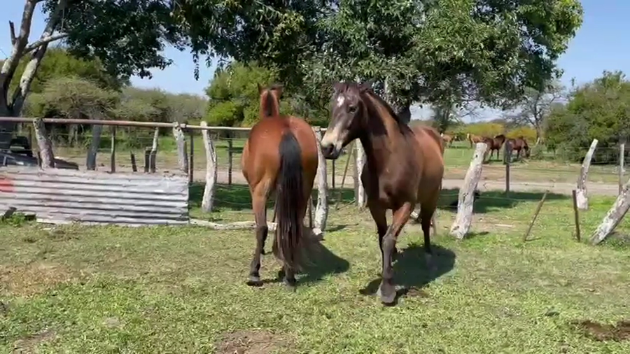 Lote 2 Yeguas Montadas en Corrientes, Curuzú-Cuatiá